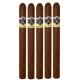 Aladino Corojo Cigars (38" x 7)