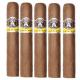 Aladino Corojo Cigars (48" x 4)