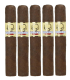 Asylum Insidious Maduro Cigars (5" x 50)